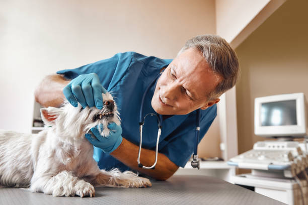 Best Knocked-Out Tooth Emergency  in Germantown, IL